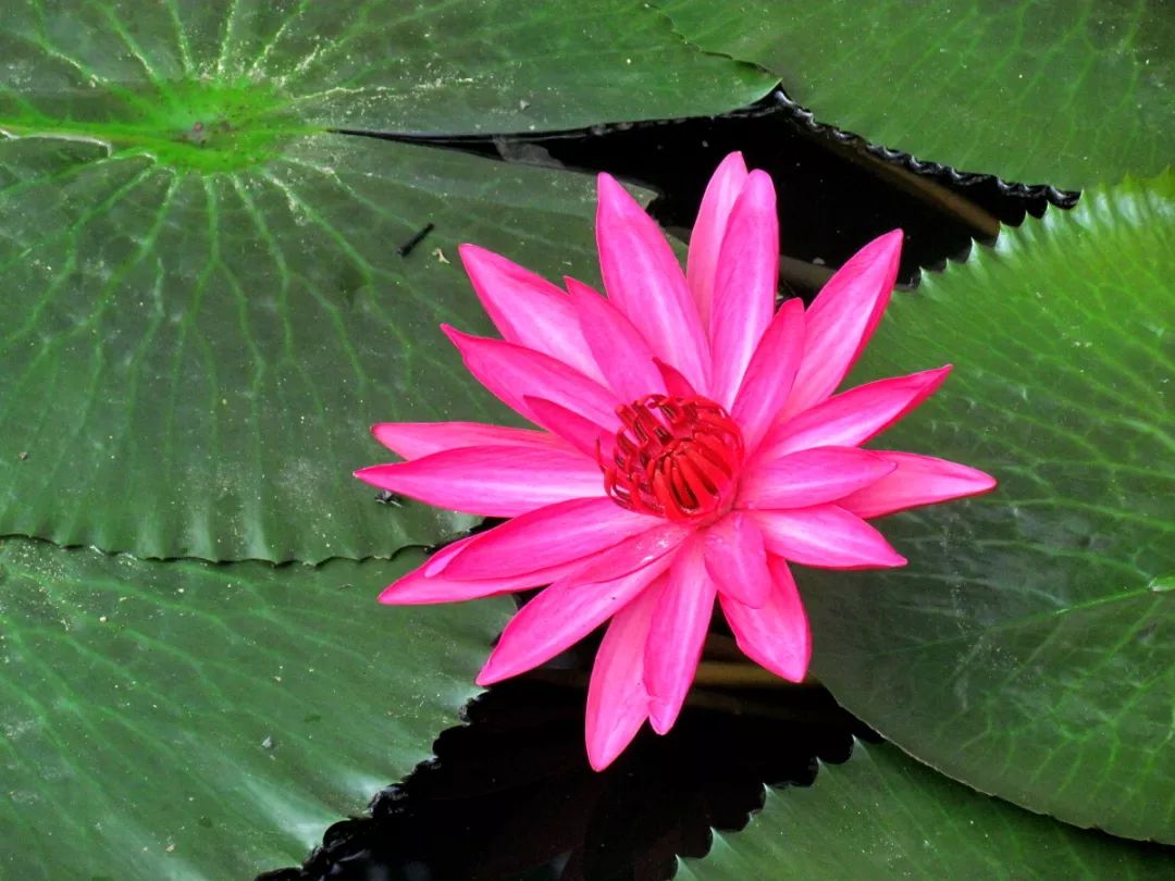 李炳南老居士诵五大心咒,李炳南老居士谈念佛