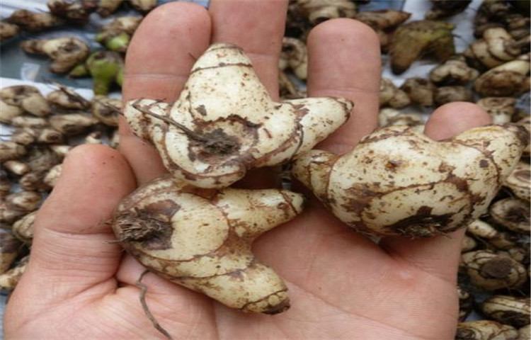 白芨块茎苗和驯化苗哪个产量高,四月份种的白芨块茎几月份出苗