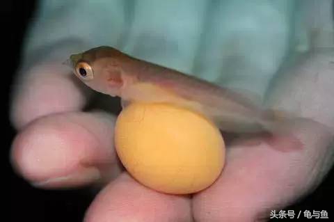 过背金龙鱼成长记录,过背金龙鱼1个月能长多少