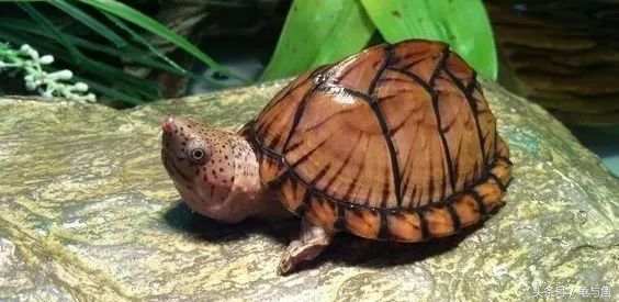 养乌龟的哪些误区,养宠物龟误区