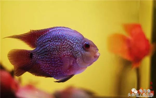 起头鹦鹉鱼介绍,白色鹦鹉鱼和黑白条鹦鹉鱼