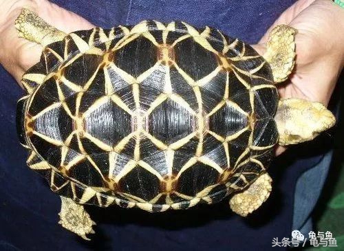 常见宠物龟能长多大的寿命,龟的寿命和使用方法