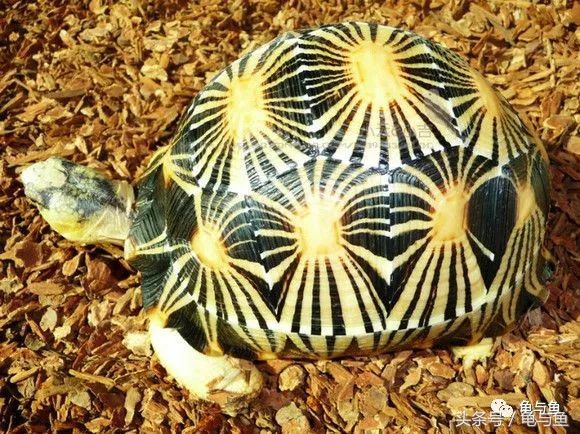 常见宠物龟能长多大的寿命,龟的寿命和使用方法