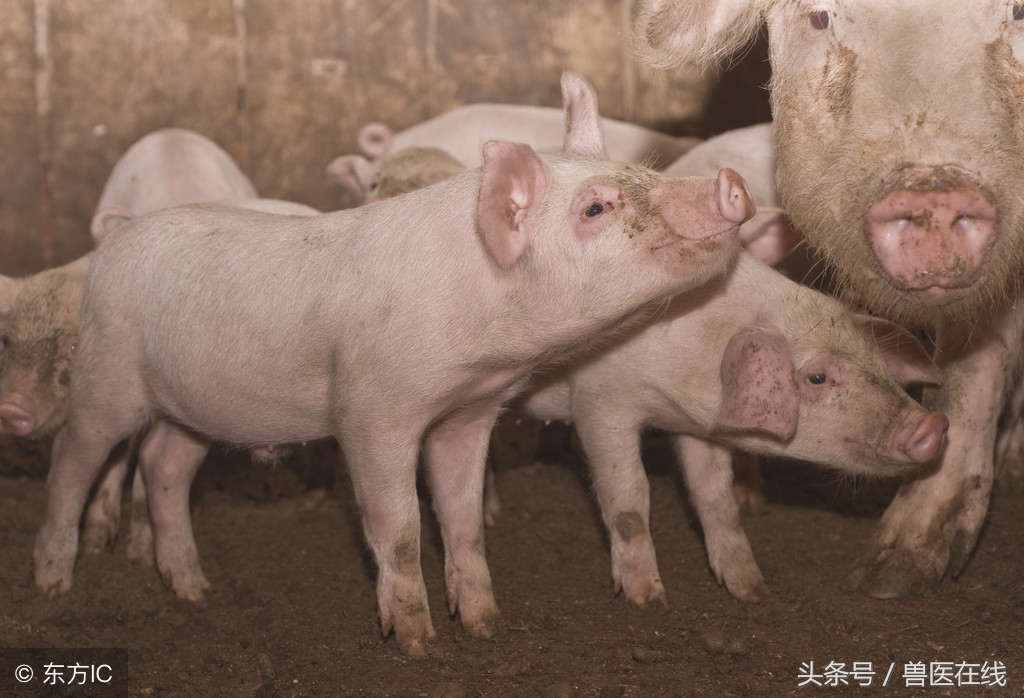 各种病猪的前兆,养猪人员必看猪生病前的几个征兆