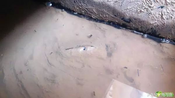 冬眠的正确疗法,冬眠的动物都怎么样越冬