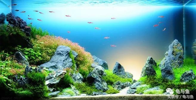 水草缸如何判断是否缺氧,水草缸检测水质