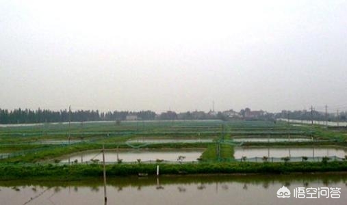 养殖过程中池塘淤泥处理办法,池塘泥皮怎么清除