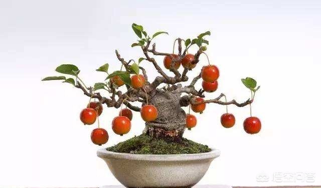 指尖上的盆栽图片,适合摆在书桌上的盆景