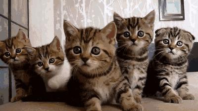 好耍|喵星人大摆造型带你玩转青白江，不萌你来找我！