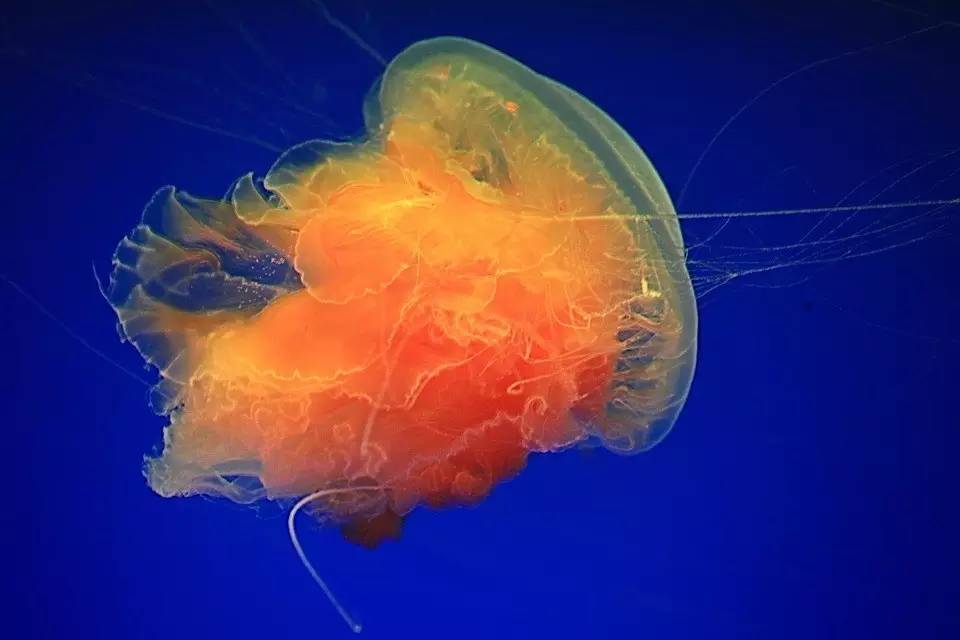 海洋世界里的水母,海洋世界公主