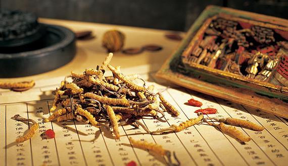 去挖虫草时最急需什么,怎么去高原挖虫草