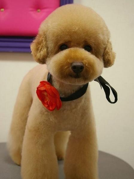 泰迪小奶狗喂养指南最新,喂养小泰迪吃什么狗粮好