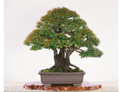 小叶紫檀盆景的养护技巧,小叶紫檀盆景造型图