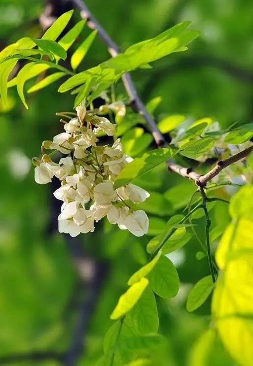 关于绿槐的诗文,绿槐阴最厚全诗