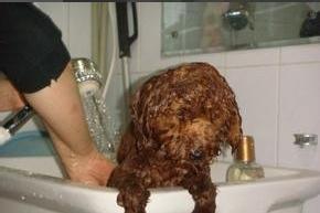 在家轻轻松松把狗狗的螨虫治掉你学会了吗？