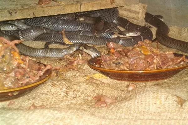 盲目引种十大危害,养蛇前和养殖后的区别