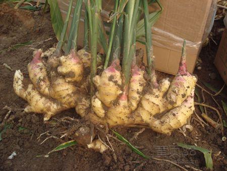 大量生姜药方,大姜治百病配方