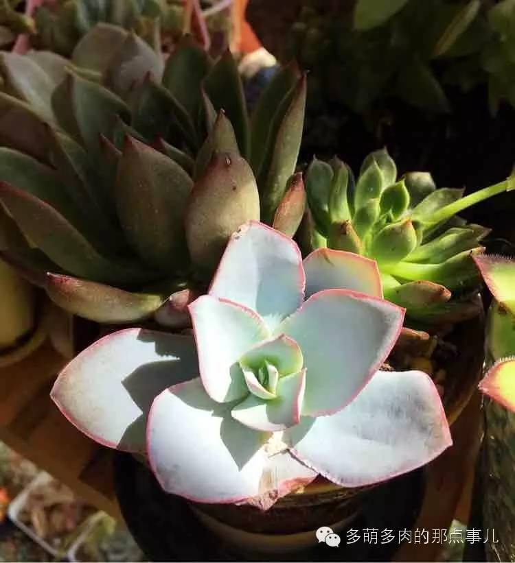 多肉植物能不能晒太阳,多肉怎么晒太阳能晒伤