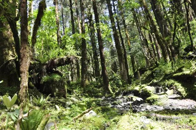墨脱徒步攻略,墨脱雪山到热带雨林