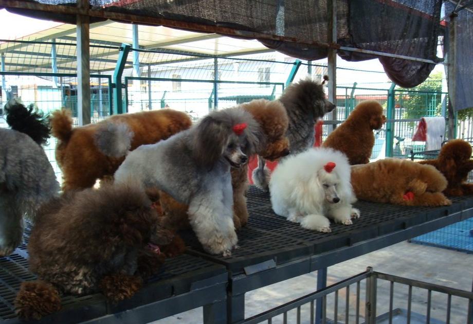 买狗碰到无良商家怎么办,买狗狗不容易踩坑