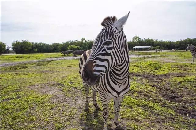 棕榈滩美景,棕榈滩沙滩