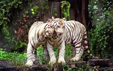 长隆适合小朋友玩的地方,长隆有哪些小朋友可以玩的项目