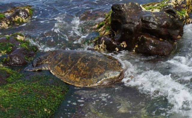 夏威夷和周冬雨,余文乐周冬雨夏威夷