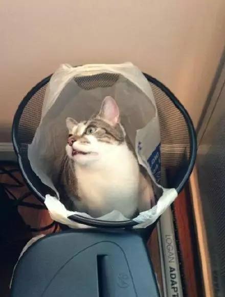 猫突然不见了该怎么办,早上喂猫发现猫不见了