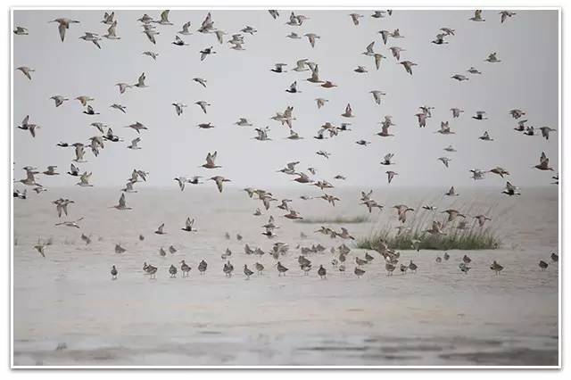 以观鸟为事业，多美好的匠人！||朋友日