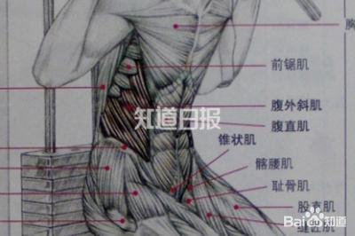 人鱼线马甲线,到底有什么卵用?除了装X