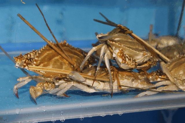 浙江海边小渔村,浙江小渔村自驾