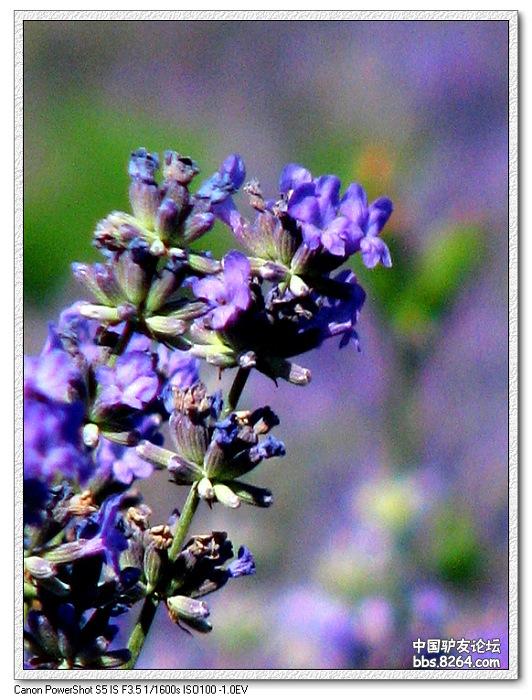 梦里花开——*疆新**，又一次的心动