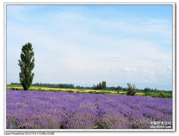 梦里花开——*疆新**，又一次的心动