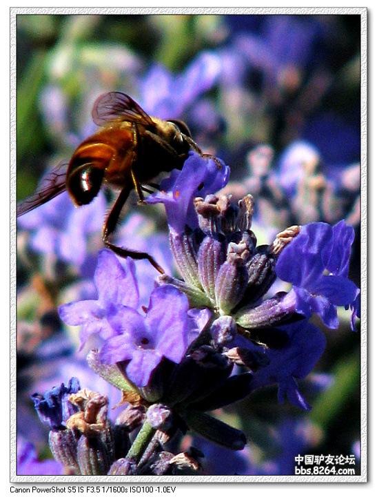 梦里花开——*疆新**，又一次的心动