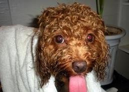 在家轻轻松松把狗狗的螨虫治掉你学会了吗？