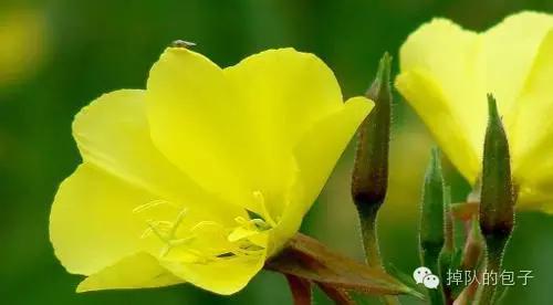 迷之月见草——那些代购不会告诉你的月见草知识全科普