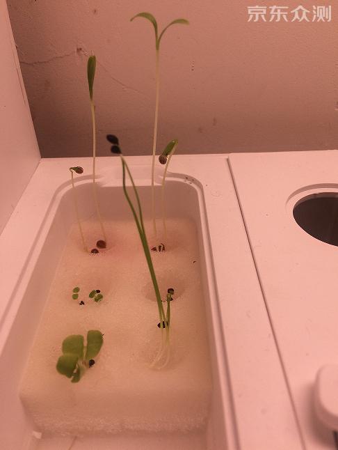 绿色环保农家小菜园,绿色无公害的自家小菜园