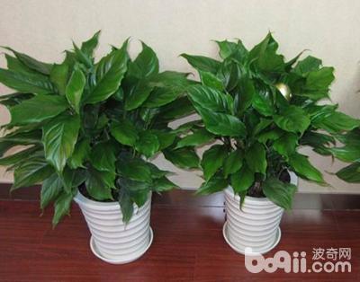 猫咪误食养鲜花的水有事吗,猫咪误食百合花会怎样