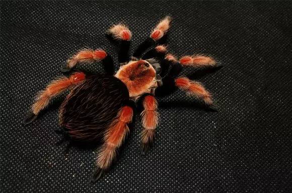 适合新手养的蜘蛛推荐,新手推荐蜘蛛品种