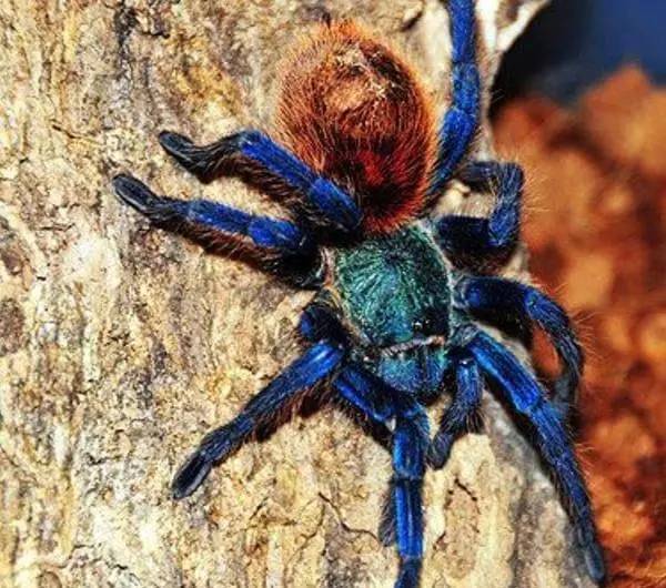 适合新手养的蜘蛛推荐,新手推荐蜘蛛品种