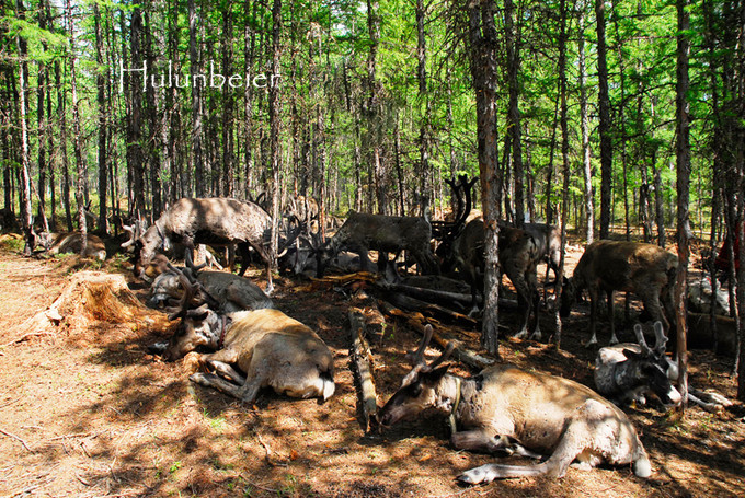 呼伦贝尔拍照攻略,呼伦贝尔美景拍照