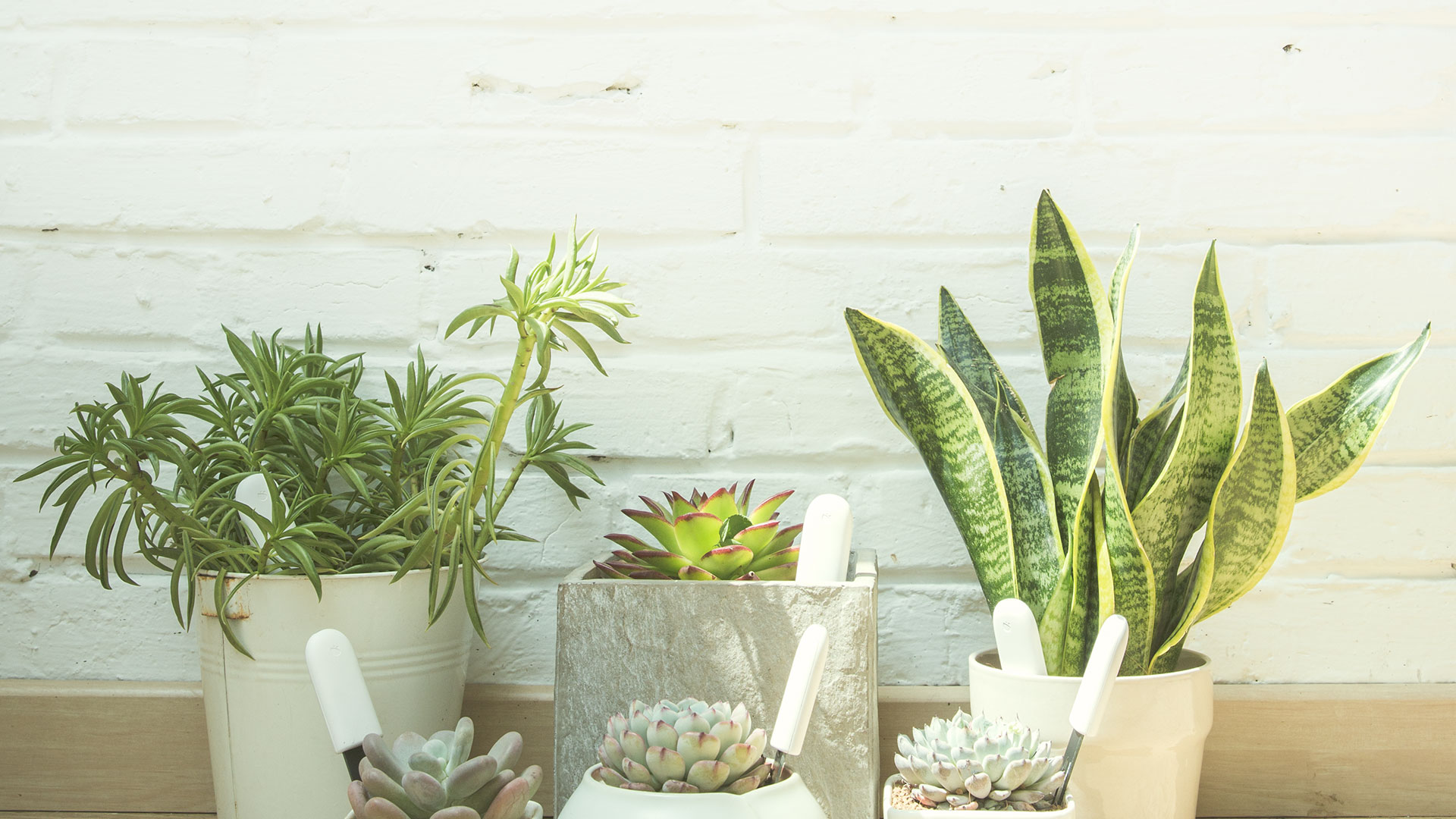 绿植栽培好帮手-花花草草检测仪