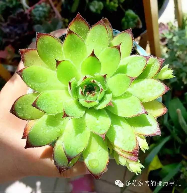 多肉植物能不能晒太阳,多肉怎么晒太阳能晒伤