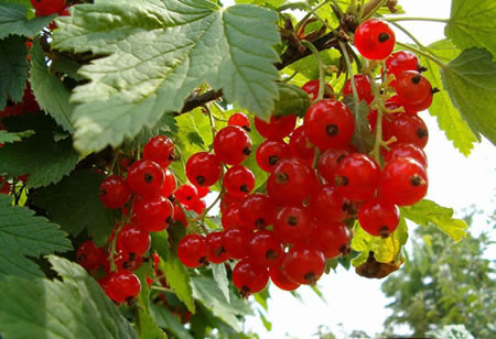 微商做农产品怎么样,做微商电商做哪些产品呢