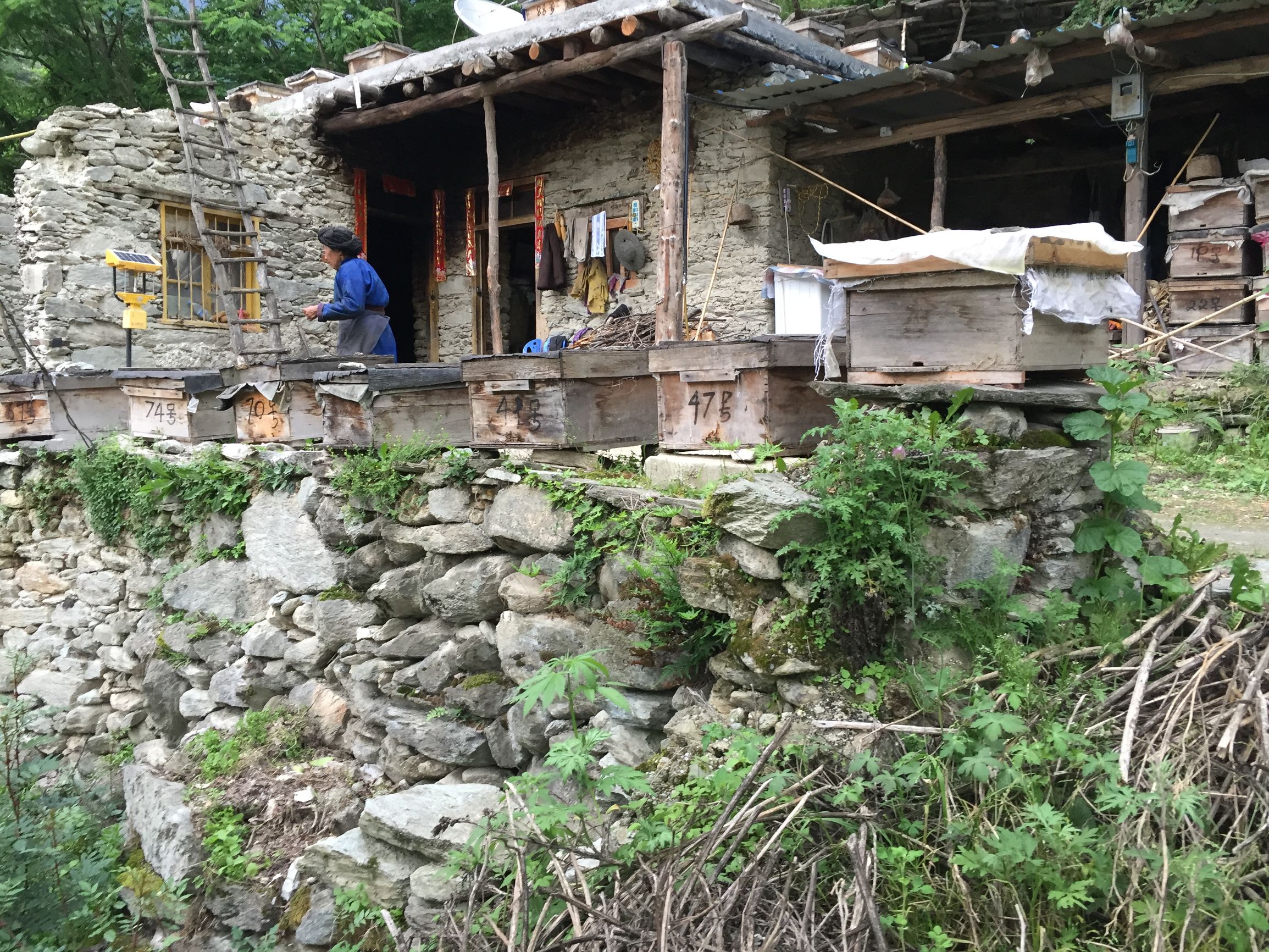 高山老巢土蜂蜜,真正的高山土蜂蜜