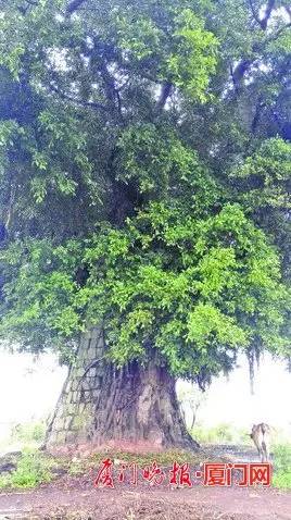 厦门的榕树是什么样的,厦门为啥这么多榕树