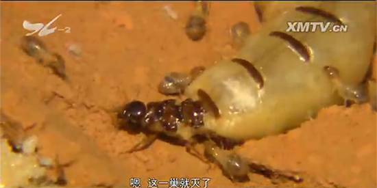 厦门“人蚁大战”！汀溪水库掘地三尺生擒食指粗的白蚁蚁后，这场面简直
