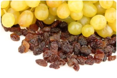 狗狗常见毒物,狗狗中毒必备三种救命药