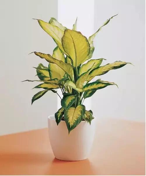 3岁男孩舔了一口,抢救8小时才抢救了回来,这东西你家一定也有