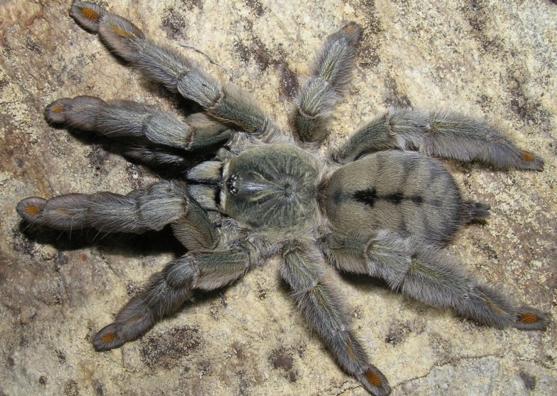 什么样的蜘蛛可以养,养常见的蜘蛛